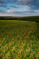 Idyllic landscape of summer wild flowers meadow in West Pentire,