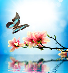 Obrazy na Szkle  Motyl i kwiat magnolii