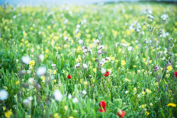 Summer meadow in West Pentire in Cornwall