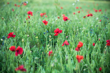 Wild flowers and poppy on summer meadow