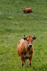 Naklejka na ściany i meble Vacas pastando en los prados del valle de Leitariegos, Asturias, Spain