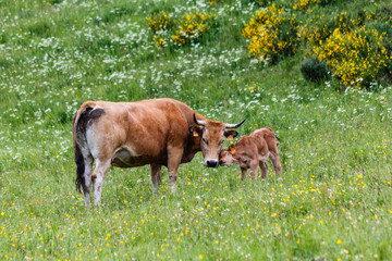 Naklejka na ściany i meble Vacas pastando en los prados del valle de Leitariegos, Asturias, Spain