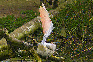 Pelikaan met open bek.