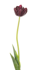 beautiful dark red tulip