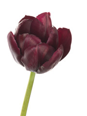 beautiful tulip flower