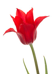 liliales red tulip