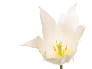 White delicate tulip