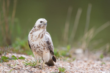 Common blonde buzzard