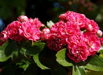 pink flowers of Thicket hawthorn tree at spring