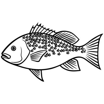 Red Snapper Fish illustration