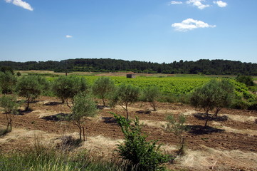 campagne - sommières -gard 