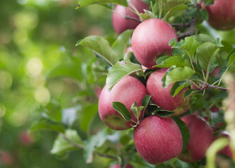 apples on a branch, South Tyrol, Italy