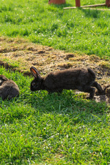 rabbit on grass