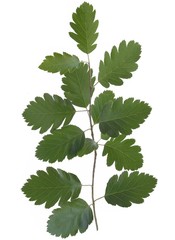 twig of Sorbus torminalis with green leaves