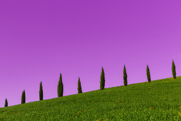 Cyprès de Toscane violet