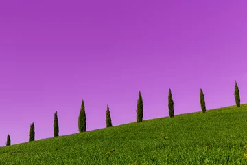 Keuken foto achterwand Paars Toscane cipres paars