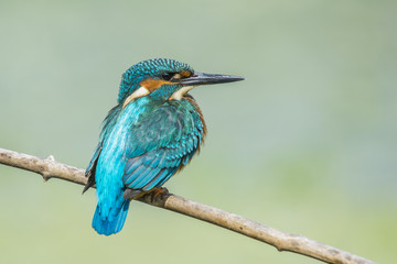 kingfisher

