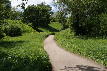 Obraz premium The road in a ravine among trees and herbs in a sunny day