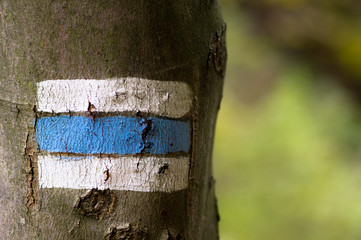 Tourist sign on the tree bark