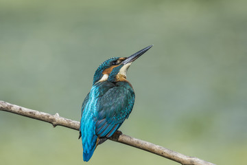 kingfisher

