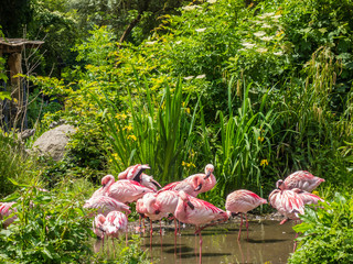 Flamingos