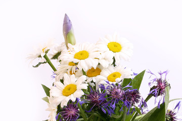 bouquet of daisies on a white background wildflowers selective soft focus