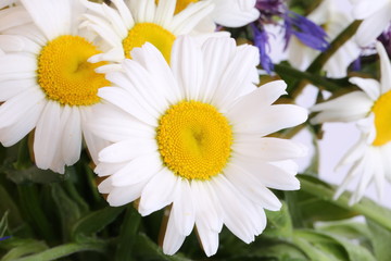 bouquet of daisies on a white background wildflowers selective soft focus