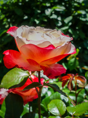 Edelrosen