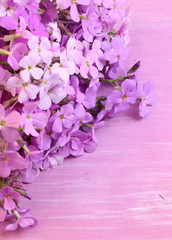 Naklejka na ściany i meble violet flowers night selective soft focus