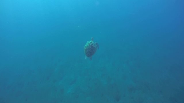 green sea turtle (Chelonia mydas) swimming in blue water,  