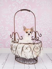 Cute chihuahua dog resting in an antique basket in a living room setting with pink wallpaper