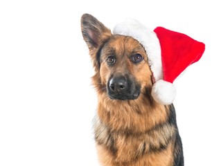 Pretty german shepherd wearing Santa's hat isolated at a white background