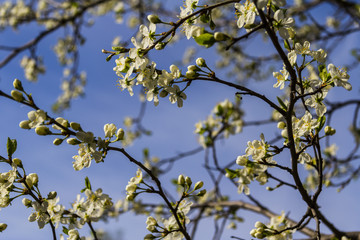 Белые цветы вишни, вишня в цвету