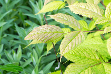 raspberry leaves an abandoned garden spring summer