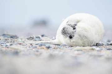 White baby grey seal lying on a beach looking cute