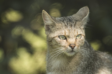 Portrait of a wild cat with forest on the background