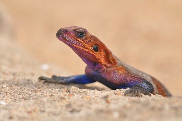 Portait of red-headed rock agama or rainbow lizard