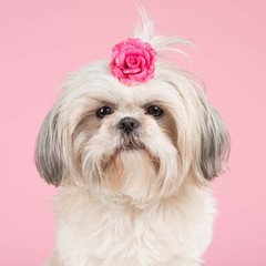 Cute shih-tzu dog portrait at a pink background with a pink bow