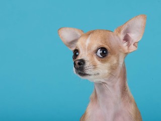Grappig portret van een schattige chihuahuahond op een blauwe achtergrond