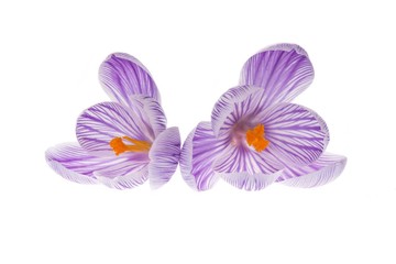 Two purple and white blooming crocussus isolated at a white background
