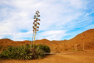 Almeria Cabo de Gata agave flowers in Spain