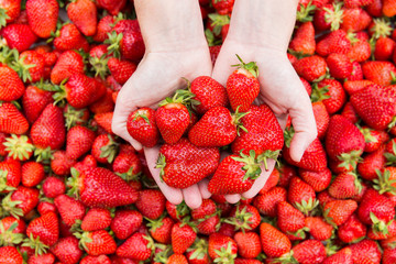 Red ripe fresh strawberries in woman hands on strawberry background.