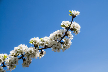 Diagonal cherry blossom branch
