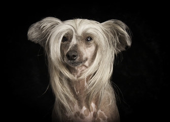 Naklejka premium Chien chinois en studio sur fond noir