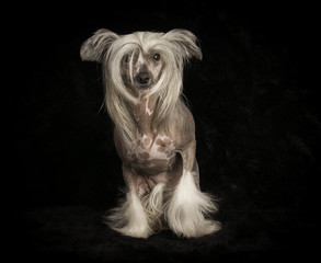 Naklejka premium Chien chinois en studio sur fond noir