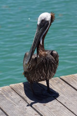 Braunpelikan (Pelecanus occidentalis)