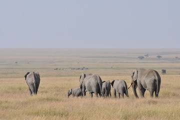 Kudde olifanten die je ziet weglopen de grote vlakte op.