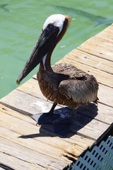 Braunpelikan (Pelecanus occidentalis)