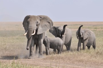 Kudde geirriteerde boze olifanten komt op de camera aflopen