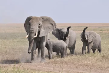 Fototapeten Herde gereizter wütender Elefanten nähert sich der Kamera © Elles Rijsdijk